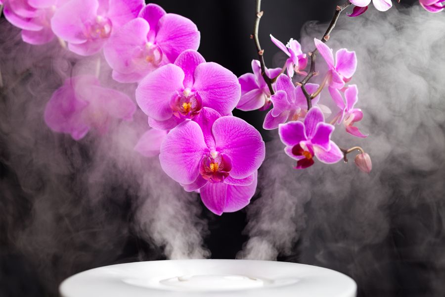 A humidifier steams orchids. Benefits of Using a Humidifier in Your Home.