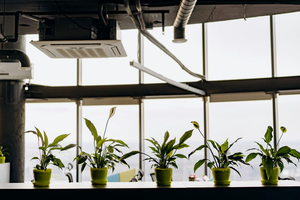 plants next to window under exposed ductwork